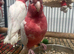 Hand Reared Stunning Baby Galah Cockatoos