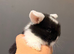 5 gorgeous mini lops