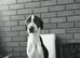 Lurcher/staff