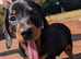 Quality KC Registered & PRA clear puppies from Licensed Breeder