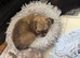 Gorgeous Male long haired Chihuahua