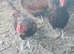 Quartet of Derbyshire red caps