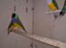 Male Gouldian Finches