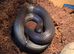 Black Mexican king snake