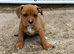Boxer cross Rottweiler pups