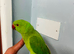 Baby Green Ringneck talking Parrot