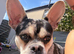 Frenchie cross