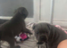 4 Beautiful boy Staffordshire bull terrier