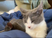 Beautiful grey and white female kittens