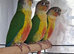Beautiful & Intelligent 4-Month-Old Yellow-Sided Green-Cheeked Conures - Fully Weaned & Very Friendly.