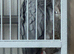 African Grey