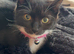 5 month old kitten