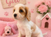 ** RARE COLOURED DNA CLEAR CAVAPOO PUPPIES **