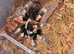 Adult Female B Hamorii