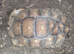 Sulcata male tortiose