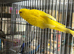 Luton female budgie