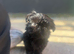 TINY BLACK FEMALE IMPERIAL SHIH TZU - £450