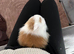 2 x Teddydwerg bunnies Does Bonded