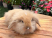 3 Beautiful Lionhead/Angora Bunnies – Ready for Their Forever Home