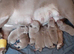 American pocket bulky pups for sale