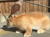 Baby bunny&rsquo;s