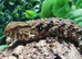 Chinese Crocodile Lizard at Birmingham Reptiles