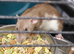 3 female dumbo rats for sale