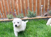 White Swiss Shepherd puppies