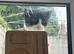 Six month old kitten