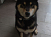 Shiba Inu Male