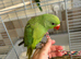 9 week old Ringneck parakeet