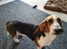 One Year Old Bassett Needs New Home