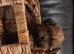 Imperial shih tzu x Yorkshire terrier puppys