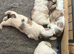 Fabulous shihchon puppies