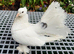 King Pigeons