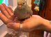 Hand reared & co-parented baby kakariki