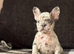 French bulldog puppies ready to go there forever homes