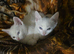 2mnth white Boy&Girl two colour eye