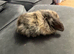 Mixed breed bunny, lop lion head