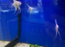 Platinum Angelfish (Pterophyllum scalare)