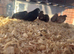 Unsexed Chinese painted quail