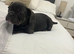 French Bulldog Puppy for Sale Female –£499