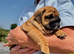 1st class kc registered English bulldog puppies
