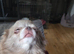 5 generation kc registered lilac female chihuahus