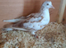 Pigeons