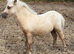 3 Registered Miniature Shetland Colt Foals.