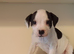 Staffordshire bull terrier puppies X 4