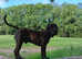 Perro de Presa Canario for stud