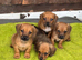 Patterdale pups