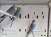 Young Split Blackface Budgies